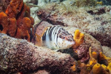 Boyanmış Comber (Serranus Scriba), Adriyatik Denizi, Akdeniz, Hırvatistan