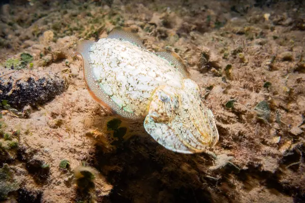 克罗地亚 地中海 亚得里亚海 Cttlefish Sepia Officinalis — 图库照片