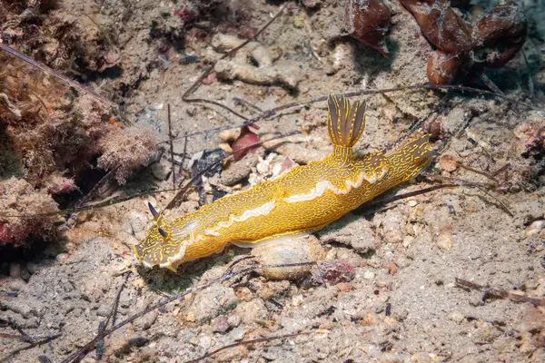 Nudibranch Sea Slug Hypselodoris Elegans Felimare Picta Mar Adriático Mar — Fotografia de Stock