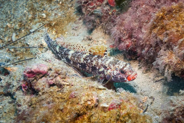赤い口にされたゴビー Gobius Cruentatus アドリア海 地中海 クロアチア — ストック写真