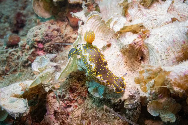 Nudibranch Sea Slug Hypselodoris Elegans Felimare Picta Adriatic Sea Mediterranean — 图库照片