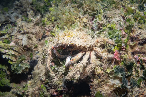 Lesser Spider Crab Maja Crispata Αδριατική Θάλασσα Μεσόγειος Θάλασσα Κροατία — Φωτογραφία Αρχείου