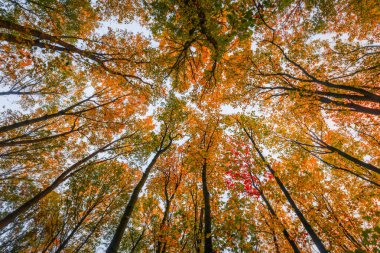 Ekim ayında, Orange 'ın canlı tonlarıyla, Kırmızı ve Sarı yapraklar ağaçlardan düşerken