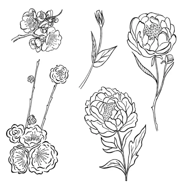 Vector Συλλογή Από Ζωγραφισμένα Στο Χέρι Παιώνια Και Τριαντάφυλλα Λουλούδια — Διανυσματικό Αρχείο