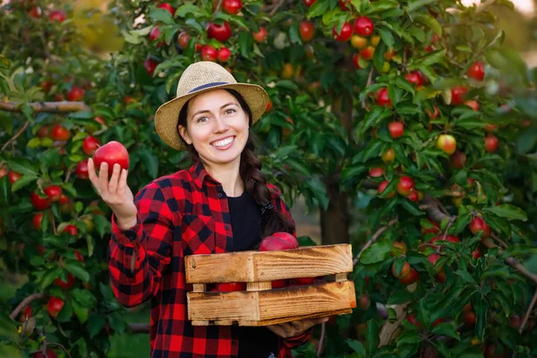 Pekebun Wanita Muda Yang Bahagia Dengan Peti Apel Merah Kebun — Stok Foto