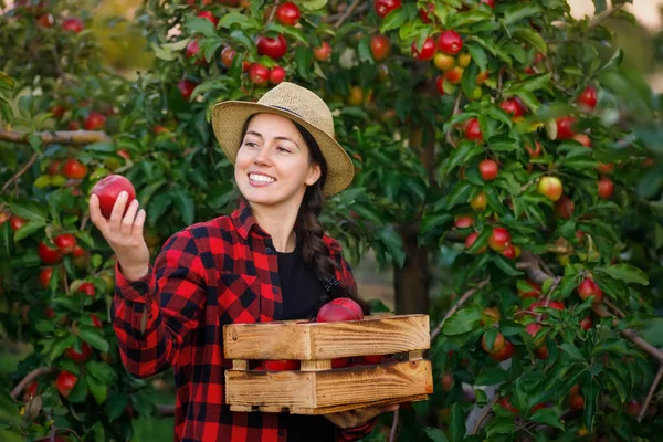 Giovane Giardiniera Con Cassa Mele Rosse Nel Frutteto Concetto Raccolta — Foto Stock
