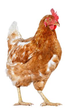 Beyaz arka planda izole edilmiş bir kırmızı tavuk. Tavuk ayakta duruyor ve kameraya bakıyor.