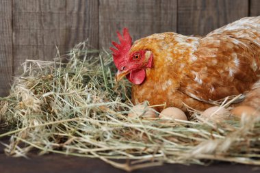 red laying hen hatching eggs in nest of straw inside a wooden chicken coop