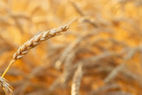 日没時に畑を背景に黄金の小麦の耳を閉じて 選択的焦点で写真 — ストック写真