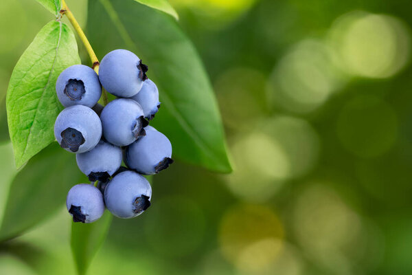 ripe blueberries hanging on a branch with green blurred garden as background