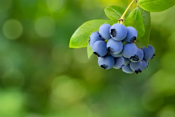 成熟的蓝莓在灌木丛中准备采摘与绿色模糊的背景 — 图库照片