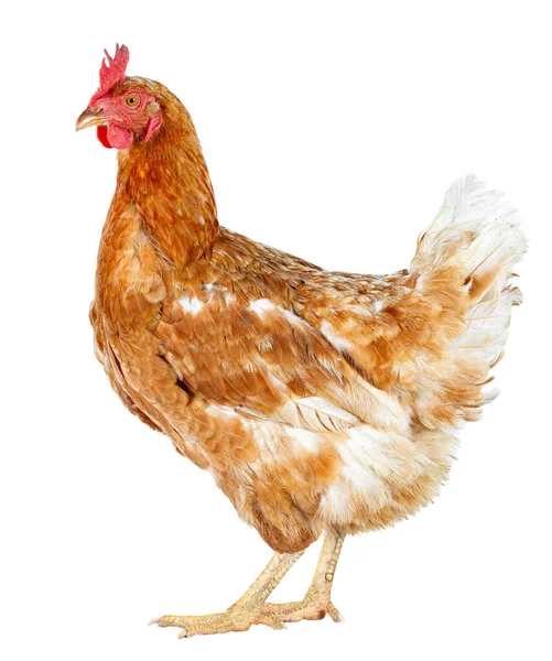 Side View One Red Hen Isolated White Background Chicken Standing Stock Picture