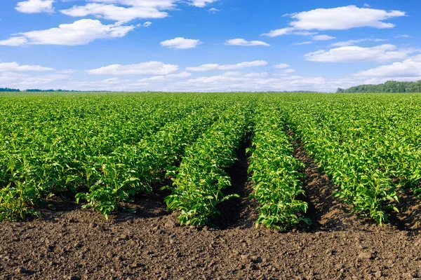 Grüne Kartoffelfelder Und Blauer Himmel Mit Wolken Sommertag lizenzfreie Stockfotos