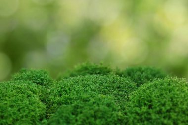 Bulanık doğa arka planında yakın plan yeşil yosun. Kozmetik ve diğer ürünler için model