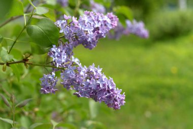 İlkbaharda leylak çalıları açar, bahçe için çalılar, kır manzarası, manzara, şehir dışında hafta sonu, seçici odak, metin için yer, dikey fotoğrafçılık