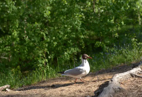 Lake seagull on the shore, bird in the forest, forest birds, wildlife. environmental protection, nature walk