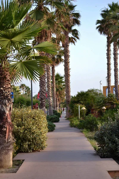 İtalya 'da güzel bir gezinti alanı, sahil kenti, aile tatilleri, turizm, Roseto degli Abruzzi, İtalya' da güzel bir gezinti alanı, sahil kenti, aile tatilleri, turizm, Roseto degli Abruzzi, palmiye ağaçları, plaj tatilleri, seyahat