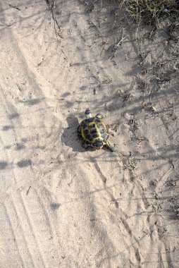 Orta Asya kara kaplumbağası kumda yürüyor, kumdaki ayak izleri koruma altındaki hayvanlar, sürüngen, çöl, sıcak iklim, susuzluk, zırh, inatçı, yavaş.