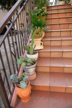 Kaktüs yetiştirme, kapalı bitki koleksiyonu merdivenlerde bitkiler, bahçıvanlık, güney şehri, tuğla merdiven.