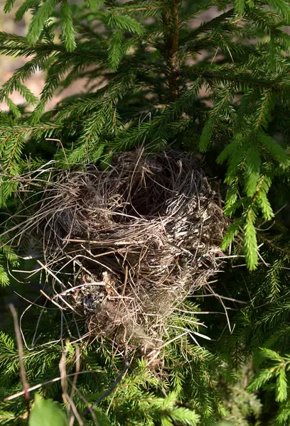 stock image A bird's nest made of dry blades of grass, a green Christmas tree, birds in the wild, hatching eggs, chicks have left the nest