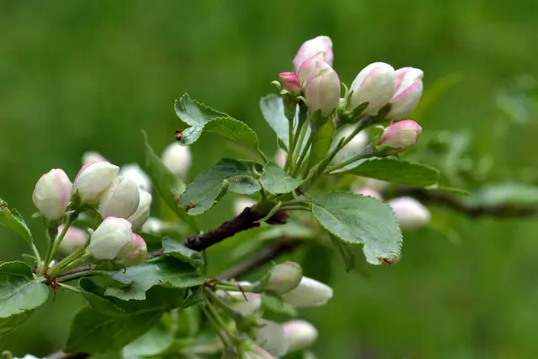 Apple blossom in spring, green, close-up, gardening, frosts, buds, gardening