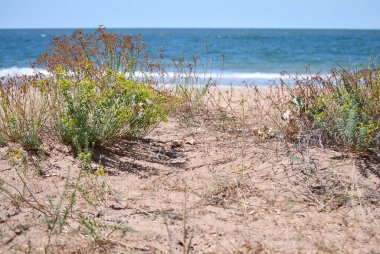 Deniz kıyısındaki bitkiler. Vahşi sahil, yaz, güneşli gün, deniz manzarası