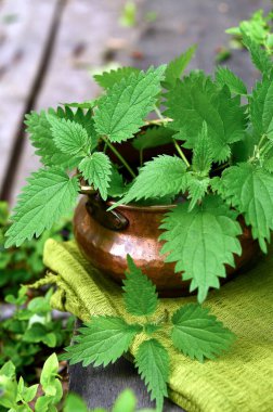 Bir saksıda taze ısırgan otu, eski bahçe, yakın plan, tıbbi bitkilerin toplanması ve hasat edilmesi, fizyoterapi, kopyalama alanı