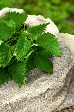 Yeşil ısırgan otu yaprakları gri bir koşucuda, bahçede yabani otlar, yakın plan