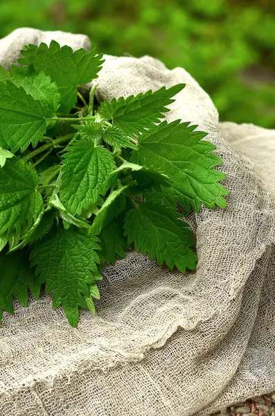 Yeşil ısırgan otu yaprakları gri bir koşucuda, bahçede yabani otlar, yakın plan