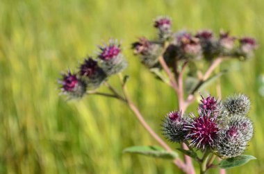 Arkaplan, metin için yer, yeşil çimenlerin arka planında çiçek açan burdock, seçici odak