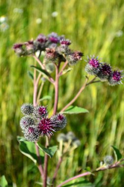 Yeşil çimen, yabani otlar, tıbbi bitkiler, güneşli bir gün, dikey fotoğraf
