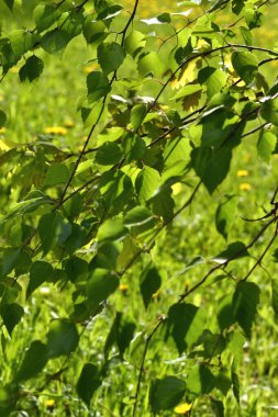 Ağaçta yeşil yapraklar, yakın plan, güneşli gün, yaz, arka plan, bahçe bakımı, bitki bakımı, şehir dışında dinlenme.