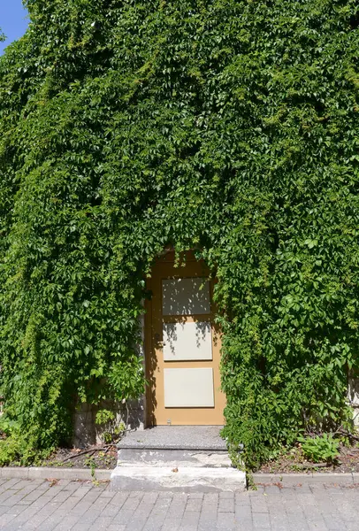 The wall of the building is completely covered with green ivy, decorative grapes, climbing plant, doors on the background of an overgrown wall, a village house, background.