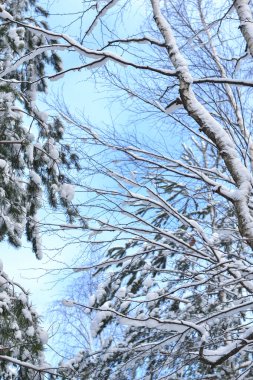 Kışın ağaç dalları mavi gökyüzüne karşı, karla kaplı çam dalları, huş ağaçları. Mevsimlerin değişimi, kış, arka plan.