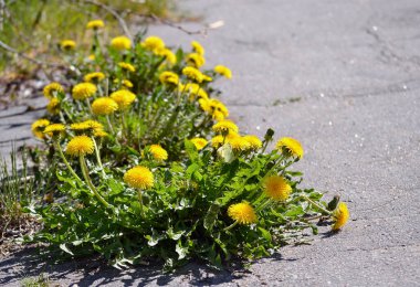 Çiçek açan karahindibalar asfaltta yol aldılar. Doğa sanayi, konsept, çevre dostluğu, sarı karahindiba çiçekleri, yol onarımı, yabani otlar, kaderin, sembolün, arka planın, kopyalama alanının karşısında yenildi.