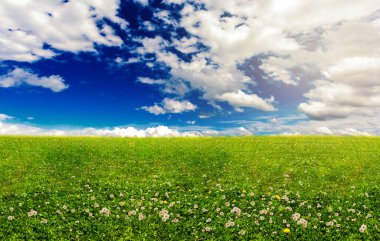 Çiçeklerin açtığı bahar arkaplanı ve güneşli bir günde mavi gökyüzü. Doğal manzara duvar kağıdını kavra.