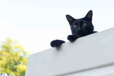 Siyah renkli kedi portresi çitin üzerinde oturur ve düşük açılı bir şekilde kameraya bakar.