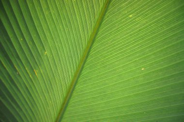 Kapalı yeşil Calathea yaprağı