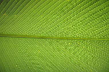 Kapalı yeşil Calathea yaprağı