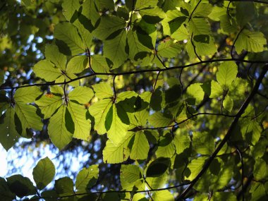 Ormandaki güneş ışığının arkasını aydınlatır