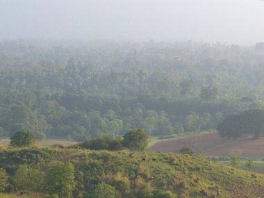 Tepelerde hayvanlar ve yeşil tarlalar olan orman manzarası.