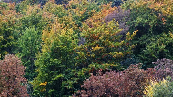 Árvores Coloridas Floresta Outono — Fotografia de Stock