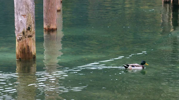Качка Плаває Чистій Воді Біля Озера — стокове фото