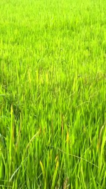 Tayland kentindeki pirinç tarlasının dikey görüntüsü