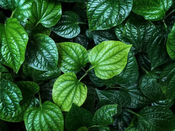 Bahçedeki yeşil yaprakların üst manzarası