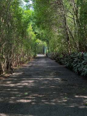 Bahçede bir sürü ağaç ve bitki var.