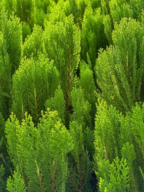 Yeşil yaprak dokusu. Yaprak dokusu arkaplanı