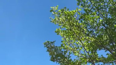 Mavi gökyüzüne karşı ağaç yaprakları. yapraklar rüzgardan hareket eder