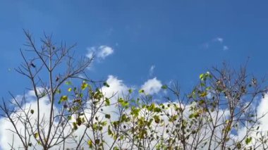 Yaprakları olan ağaç rüzgarla ve parlak gökyüzüyle hareket etti.