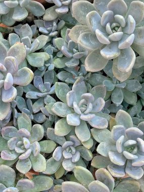 Yakın çekim sulu kaktüs doğa arka planı